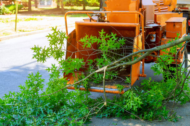 Tree Branch Trimming in Bradford Woods, PA